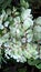 Scenic view of plant with whitish green leaves