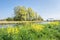 Scenic view of rapeseed growing along a dutch channel in spring