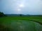 Scenic view of a rice field under a gloomy day background