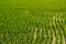 Scenic view of the rice fields, Tamil Nadu, India. Focus set on crops in foreground