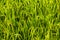 Scenic view of the rice fields, Tamil Nadu, India. Paddy field with grains