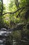 Scenic view of a river flowing down the jungles in Levada in Madeira, Portugal