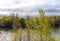 Scenic view of a riverbank featuring a cluster of trees in the foreground.