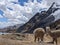 Scenic view of the rocky Cordillera Huayhuash hiking circuit and two lamas grazing