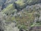 Scenic view of rolling hillside with vineyards and olive trees . Tuscany, Italy