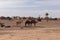 Scenic view of The Sahara desert with a group of camels on the background of buildings, Morocco