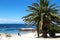 Scenic view at sandy beach with clear blue sky and one palm tree. Boulders Beach, South Africa