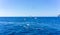 Scenic view of seagulls above aegean sea against blue sky