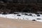 Scenic view of seagulls on a sandy beach against the sea in North Berwick, UK