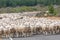 A scenic view of the sheeps in New Zealand