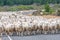 A scenic view of the sheeps in New Zealand