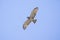 Scenic view of a Short-toed snake eagle flying in the sky in Spain