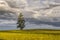 Scenic view of single lonely tree in green wheat field on partial cloudy stormy weather spring day.