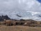 Scenic view of the snowy Cordillera Huayhuash hiking circuit and three lamas grazing