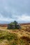 A scenic view of a stony mountain shelter in ruin surrounded with grass and bog under a grey sky