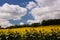 Scenic view on summer agricultural landscape