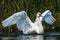Scenic view of a swan flapping its wings in a lake
