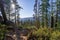 Scenic view of Taft point in Yosemite National Park on a sunny day