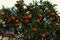 Scenic view of tangerine tree with beautiful orange fruits. Typical tree in streets of Greece cities. Athens, Greece