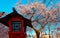 Scenic view of a traditional Japanese wooden lamp post lantern by a vibrant cherry blossom tree under blue sunny sky