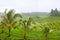 Scenic view of traditional terraced rice fields