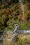 A scenic view of trees changing color and the Buffalo River in the Ozark Mountains