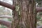 A scenic view of the trunk of a giant Sequoia, also known as giant sequoias or giant sequoadendron. Barrel close-up with an