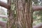 A scenic view of the trunk of a giant Sequoia, also known as giant sequoias or giant sequoadendron. Barrel close-up with an