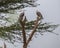 Scenic view of two aplomado falcons standing on a dead tree