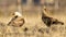 Scenic view of two crested caracara birds found in nature under the sunlight