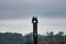 Scenic view of two Magpies perched on a rusty metallic pillar against a cloudy sky