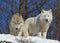 Scenic view of two wild arctic wolfs found roaming around in the woods