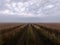 Scenic view of vast farmland under a cloudy sky in the countryside