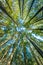 Scenic view of very big and tall tree in the forest in the morning, looking up.