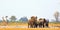 SCENIC VIEW OF A VIBRANT WATERHOLE WITH ELEPHANTS AND GIRAFFE IN HWANGE NATIONAL PARK