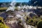 scenic view of Wairakei Thermal Valley, New Zealand