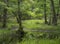 Scenic view of wet and boggy woodland in the Natural Park of Migliarino San Rossore Massaciuccoli. Near Pisa, in Tuscany