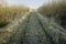 Scenic view of a wet, muddy path leading through a swamp land in spring with overgrown reeds in the countryside. Swampy