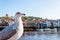 Scenic view of Whitby city and abbey in sunny autumn day.Whitby is a seaside town and port in North Yorkshire, UK. Its attraction