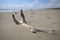 Scenic view of wild coastline of Maremma in southern Tuscany with its typical sand dunes