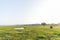 scenic view of wild elephant walking on filed in natural habitat with clear blue sky on backdrop, sri