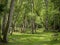 Scenic view of woods in the Natural Park of Migliarino San Rossore Massaciuccoli. Near Pisa, in Tuscany, Italy.