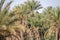 Scenic views of palm tree oasis in El Gantara, Biskra, Algeria