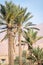 Scenic views of palm tree oasis in El Gantara, Biskra, Algeria