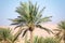 Scenic views of palm tree oasis in El Gantara, Biskra, Algeria