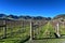 Scenic vineyard in Canterbury