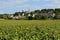 Scenic vineyard landscape in Burgundy