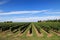 Scenic vineyard view: rows of green grape bushes on the blue sky background