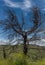 Scenic vista of a dead tree burnt by a wildfire set against lush greenery and flowers of the springtime growth, Malibu, California