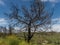 Scenic vista of a dead tree burnt by a wildfire set against lush greenery and flowers of the springtime growth, Malibu, California